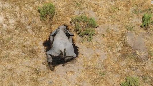 博茨瓦纳数百大象神秘死亡,博茨瓦纳数百头大象离奇死亡原因