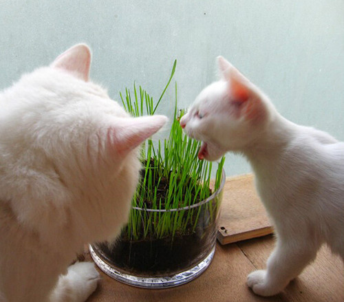 猫咪肚子里的毛球怎么去除,猫咪肚子有毛球怎么处理