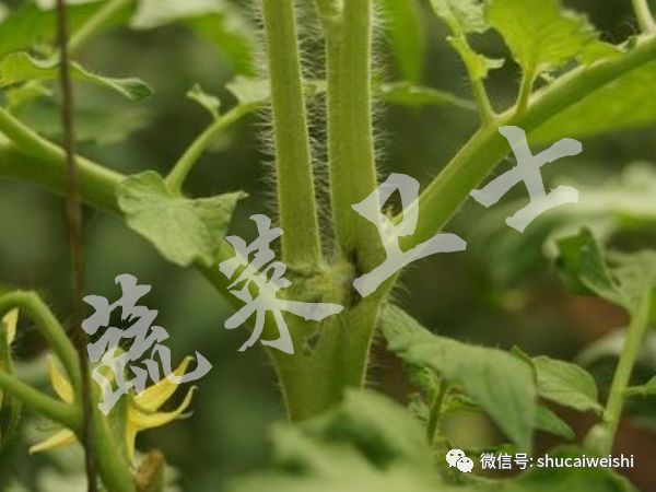 大棚番茄青枯病怎样预防,越冬番茄芽枯病的防治
