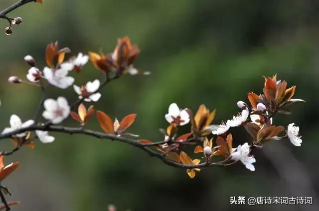 四月相聚的诗词,最美人间四月天唯美诗词