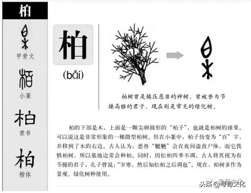 柏汉字怎么读,柏字汉字演变