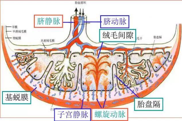 二胎妈妈流出血性羊水,二胎妈妈大出血