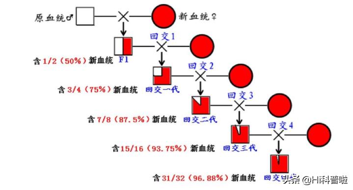 人类不能*亲近**生育，为什么却让狗“回交”，纯种狗真的好吗？