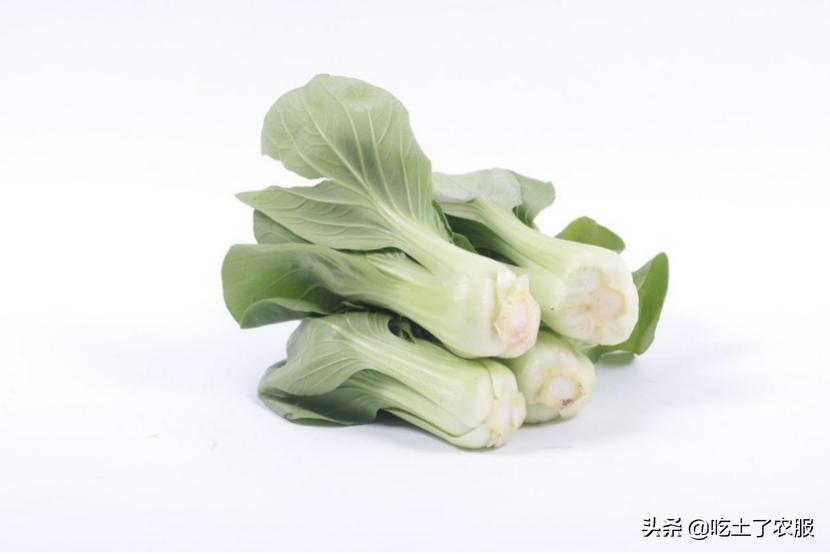 小青菜种植技术,小青菜种植和管理