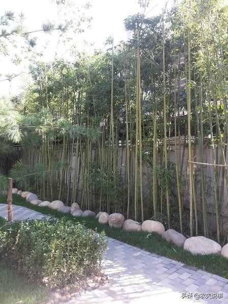 农村的竹子只能当柴烧？教你5个方法，让其变废为宝不愁卖不掉！