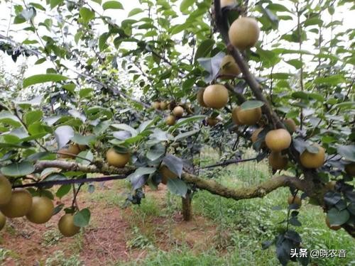农业种植什么项目最有前景,农业种植有哪些好项目