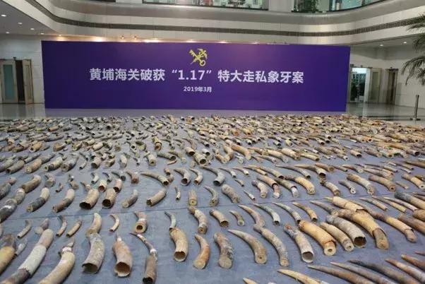 濒危野生动物案件判决,西盟野生动物保护刑事案例