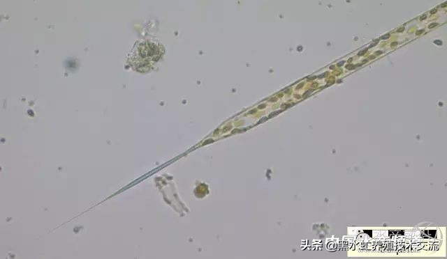 水产藻类大全图片,水产藻类知识大全