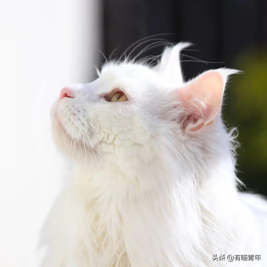 缅因猫看着很吓人但是很温柔,缅因猫真的有20万一只么
