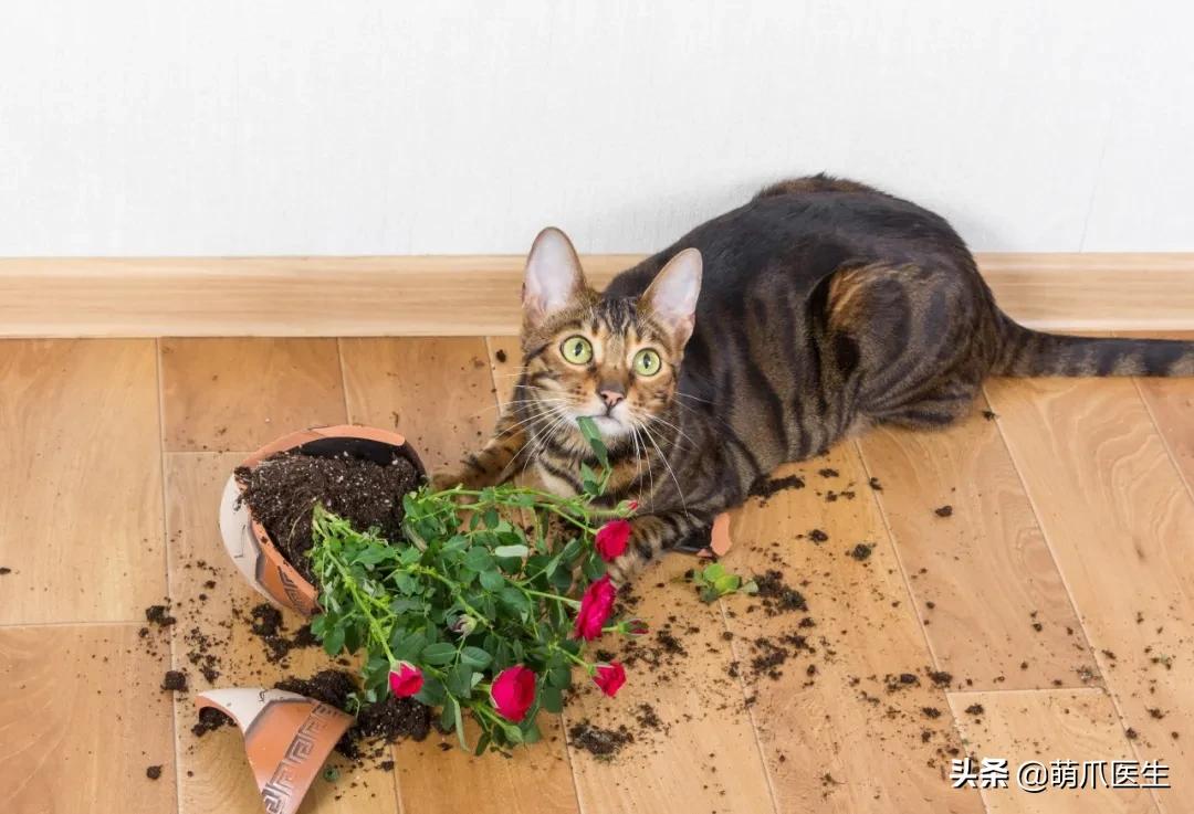 家有萌猫，千万别养这些花草！！