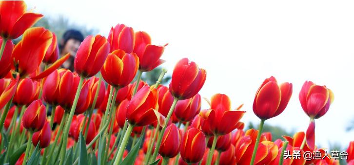 荷兰郁金香当年有多疯狂,郁金香荷兰史