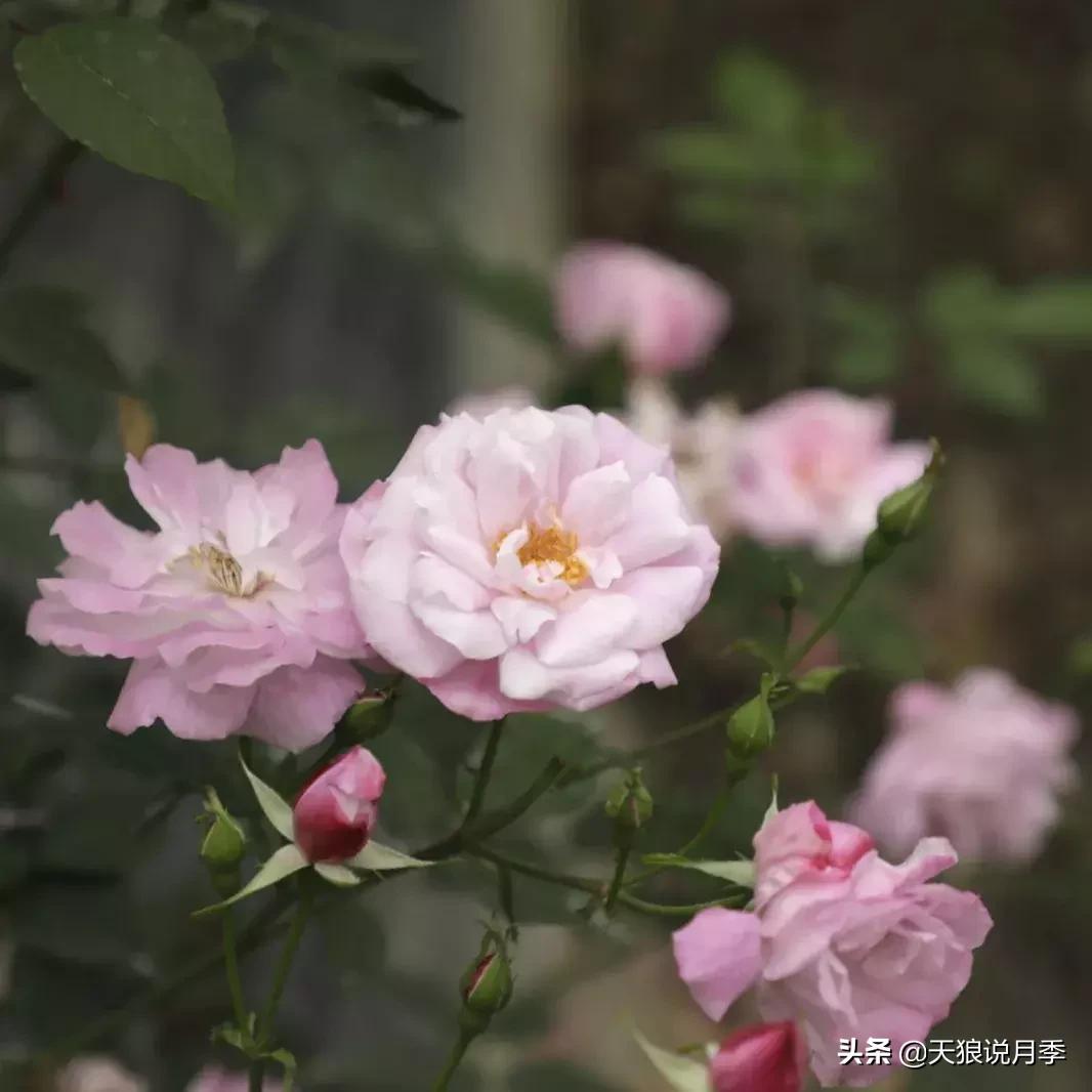 古老月季的魅力,40种中国古老月季