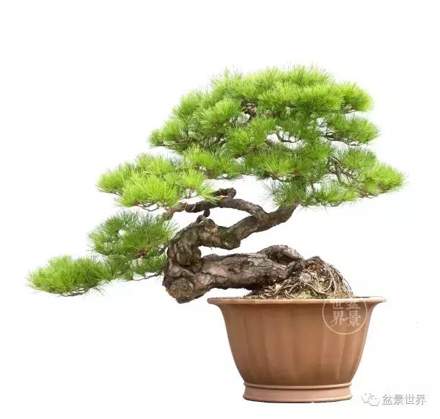 松树盆景经典大片,大斜杆式盆景得金奖作品松树