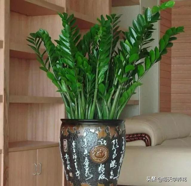 客厅摆放什么植物最好图片大全,乔迁客厅盆栽摆放什么植物最好