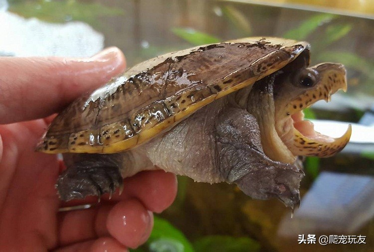 外表呆萌的窄桥蛋龟，饲养时请注意这样几点