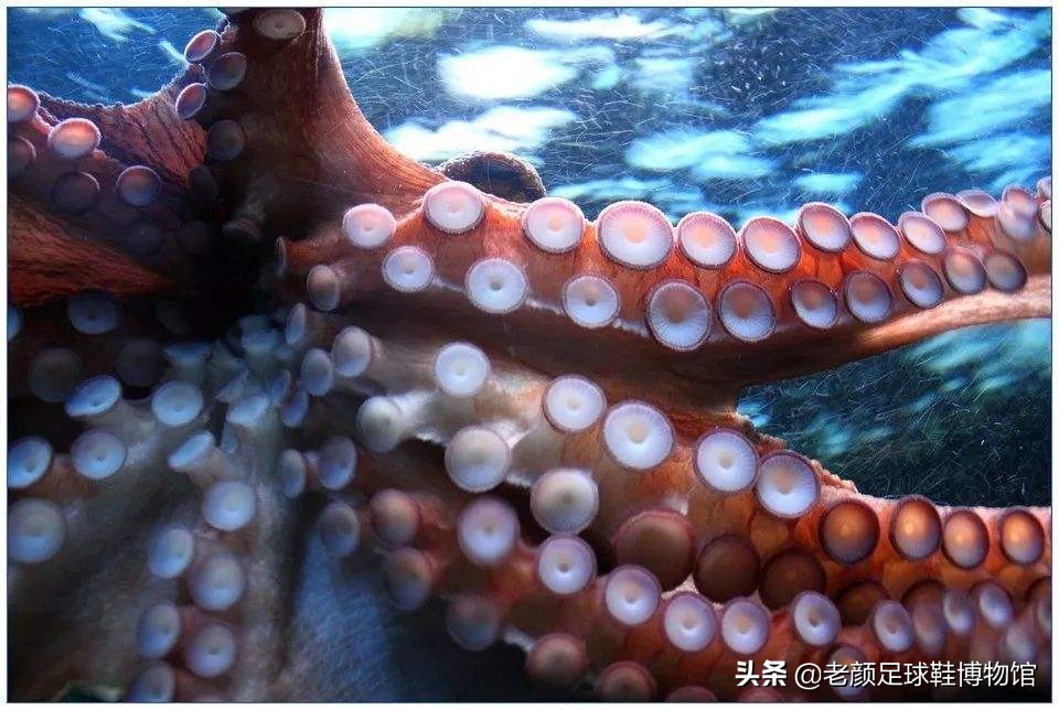 足球球鞋袋鼠皮,澳大利亚产耐克鞋