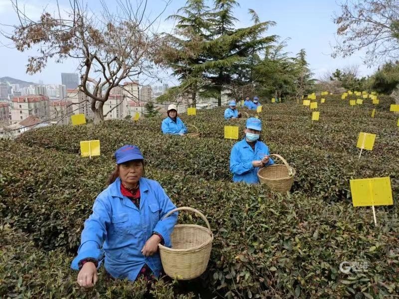 好山好水出好茶绿茶,好山好水才能出好的茶