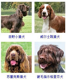 狗狗品种大全及图片超可爱宠物狗,宠物狗的常见品种名称大全