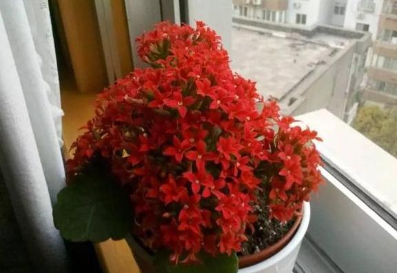 盆栽花卉老掉叶是怎么回事,花卉掉花苞解决方法