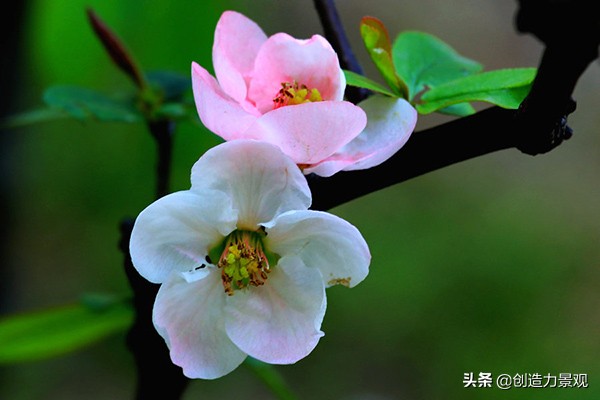 海棠花为何会发生虫害？