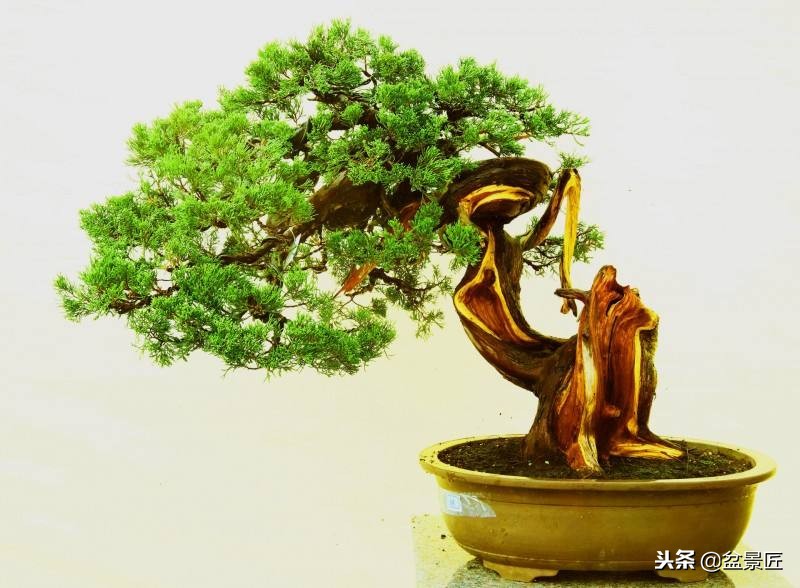 松柏盆景叶子黄了怎么办,松树盆景的松针发黄