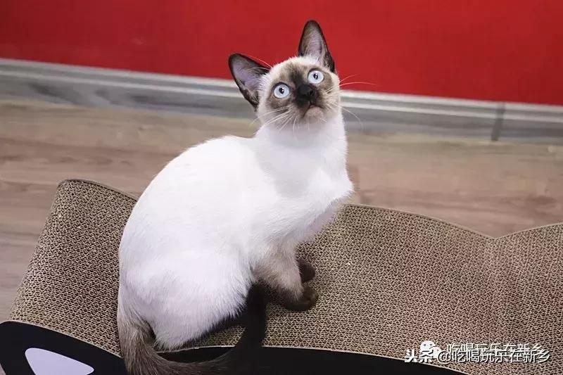 猫主子驾到,猫咪主子驾到