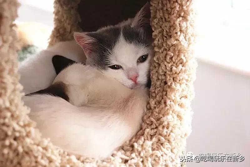 猫主子驾到,猫咪主子驾到
