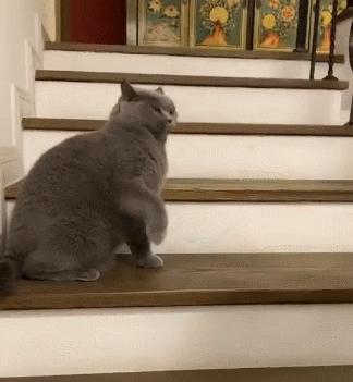 猫为什么喜欢屁股对着主人,猫对着人撅屁股是怎么回事