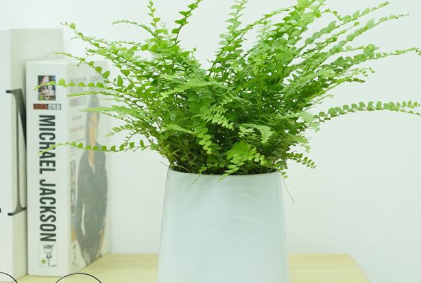 波士顿蕨类植物冬季怎么养,波士顿蕨室内吊兰绿植
