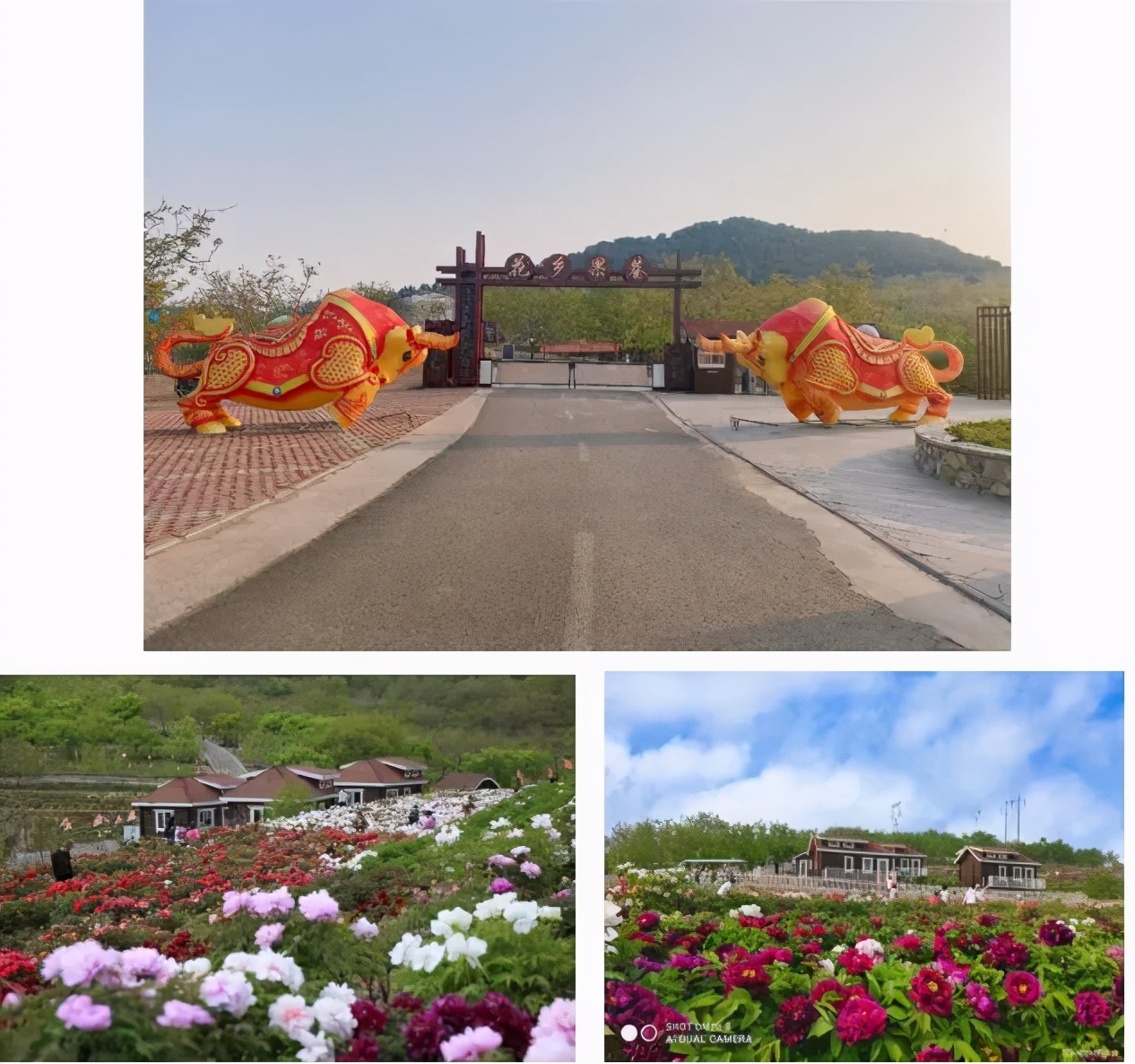 惠民旅游年卡包含哪些景点,在哪申购唐山市文化旅游惠民卡