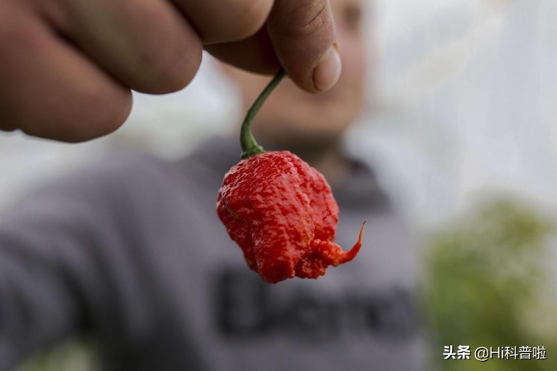 龙息辣椒的杀伤力,龙息辣椒为什么大家都能吃