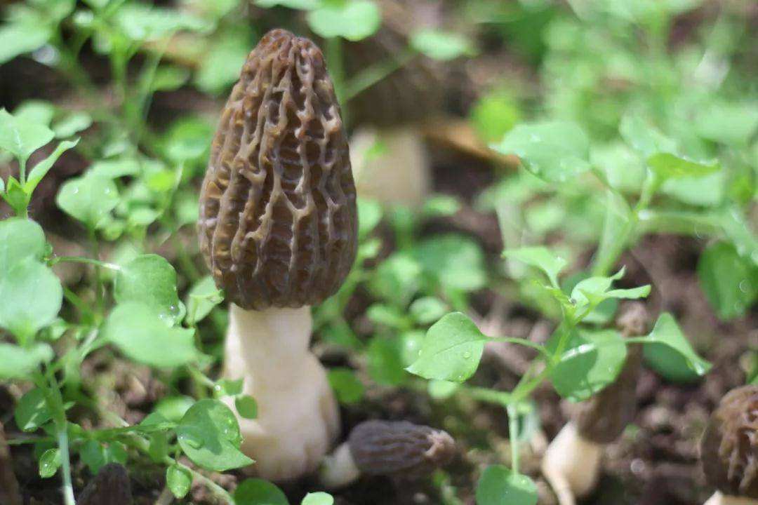 最好吃的十大山珍,八种顶级山珍