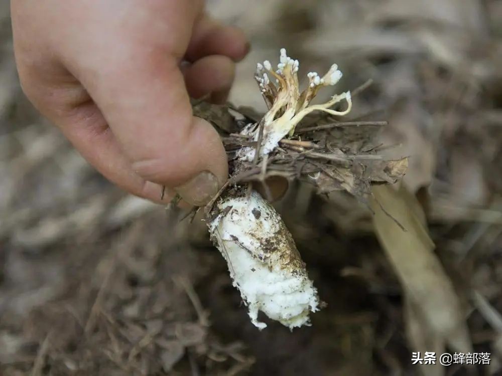 野生冬虫夏草市场,冬虫夏草一斤2000条的价格
