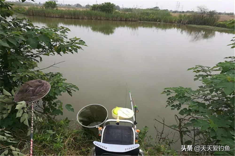 惊蛰怎样的天气好钓鲫鱼,清明阴雨天还能野钓鲫鱼吗