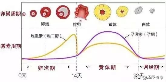 上了个厕所黄体破裂,疑似黄体破裂下体一直在出血