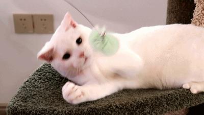 猫主子驾到,猫咪主子驾到