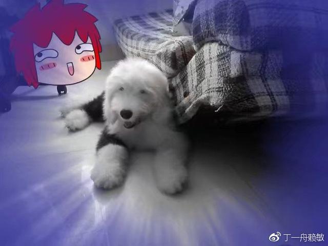 请留意寻找一条叫阿宝的工作犬