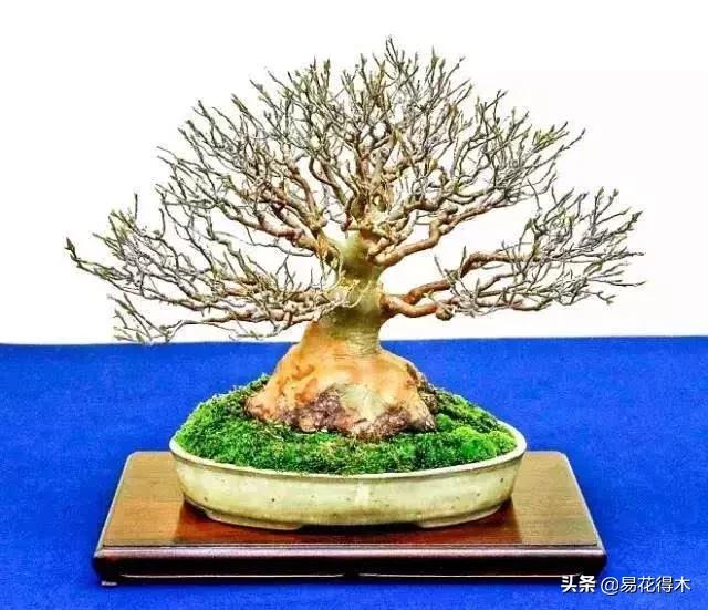 唐枫和红枫有什么区别,日本红枫和黄金枫区别