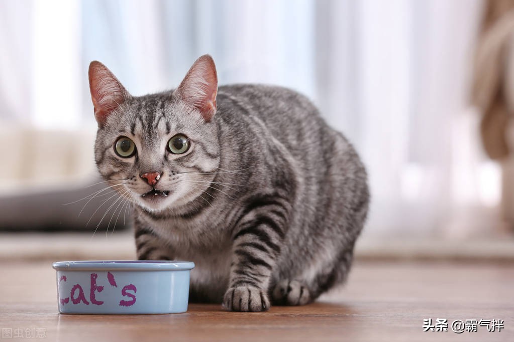 养猫经验除猫毛,养猫猫癣家庭如何消毒