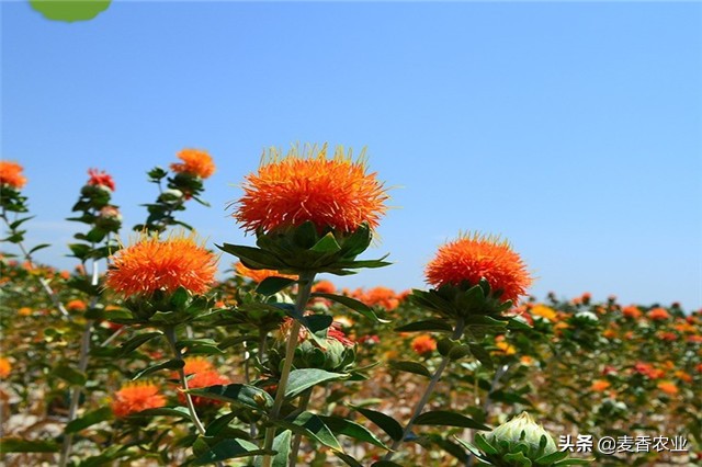 红花的种植方法与注意事项,红花种植方法及注意事项
