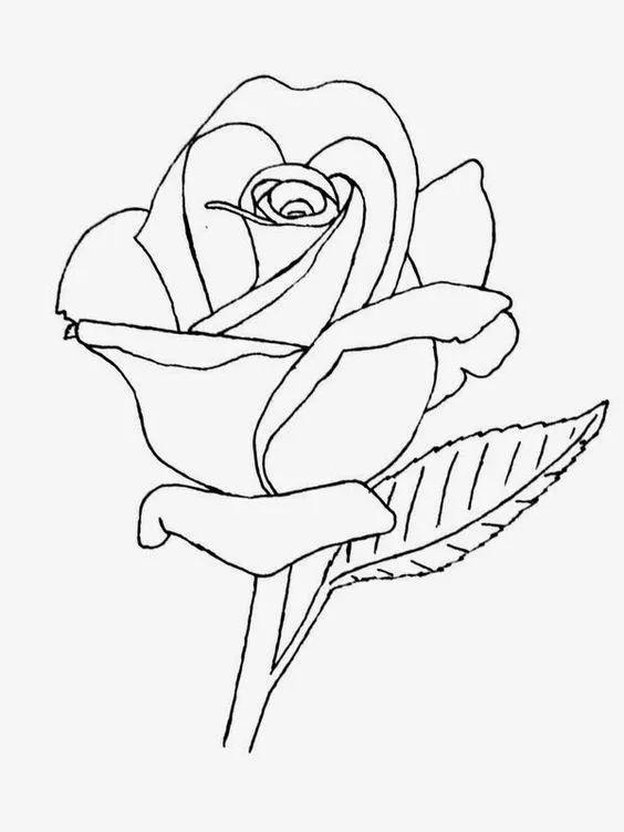 白描各种花朵,花朵白描图片大全大图