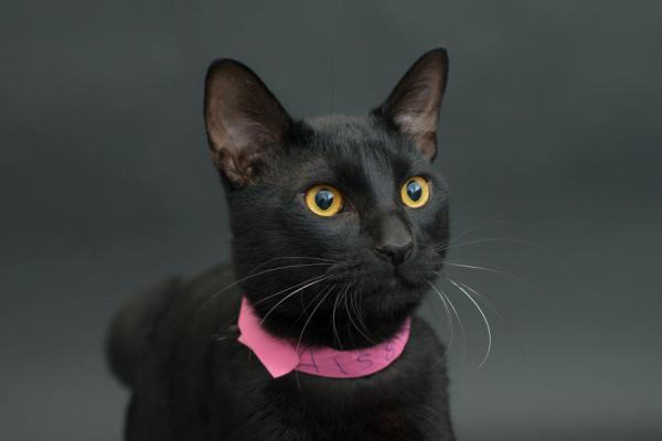 中华田园猫黑猫绿眼,中国田园猫咪黑猫