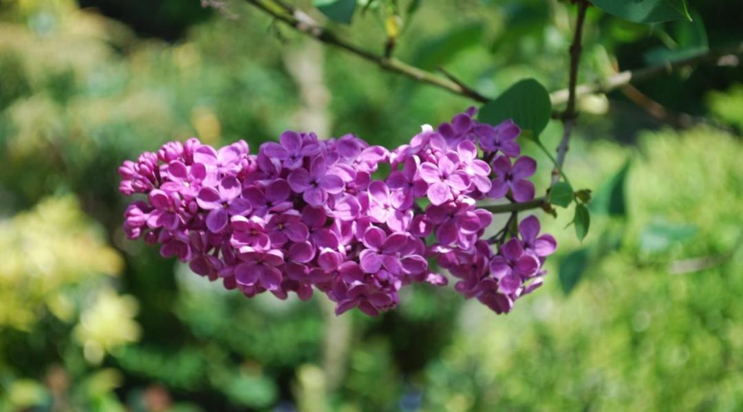 丁香花的诗句唯美,关于丁香花的诗句诗词