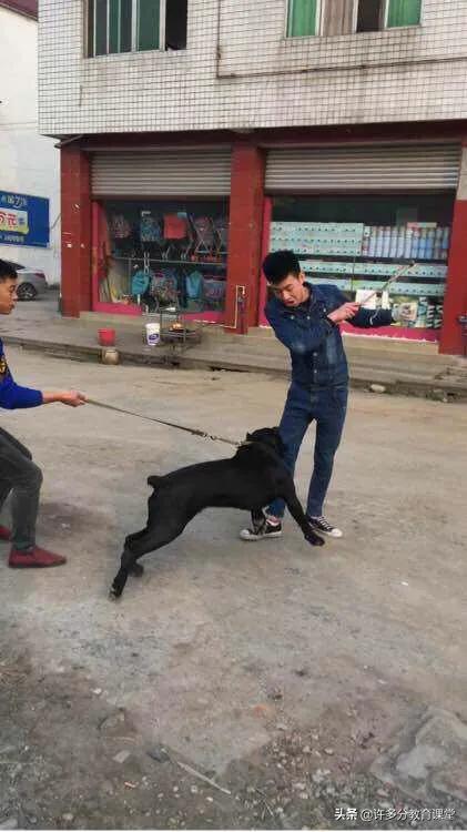 河北保定女童被2恶犬咬死，教你遇到恶犬咬人如何自救和救人