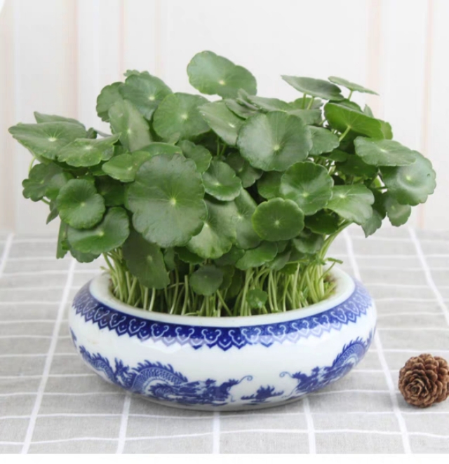 13种有毒的盆栽花卉有哪些,十种有毒的花卉有哪些