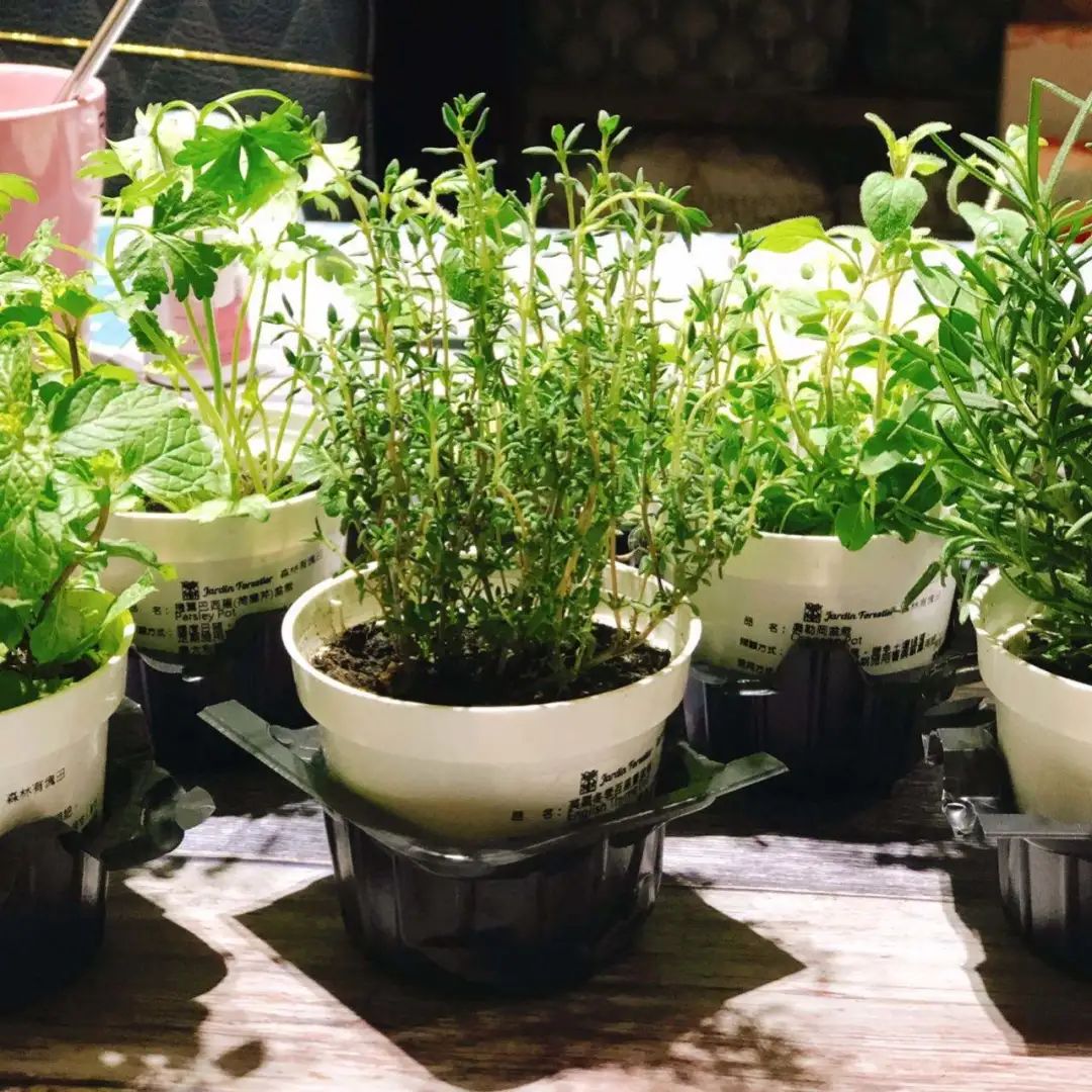 香草种植与养护,香草植物种植5个小贴士