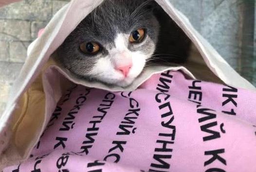 猫咪尿尿是报复举止吗,猫咪报复性乱拉屎纠正