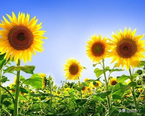 教师节送什么颜色的鲜花,教师节送花送什么颜色好