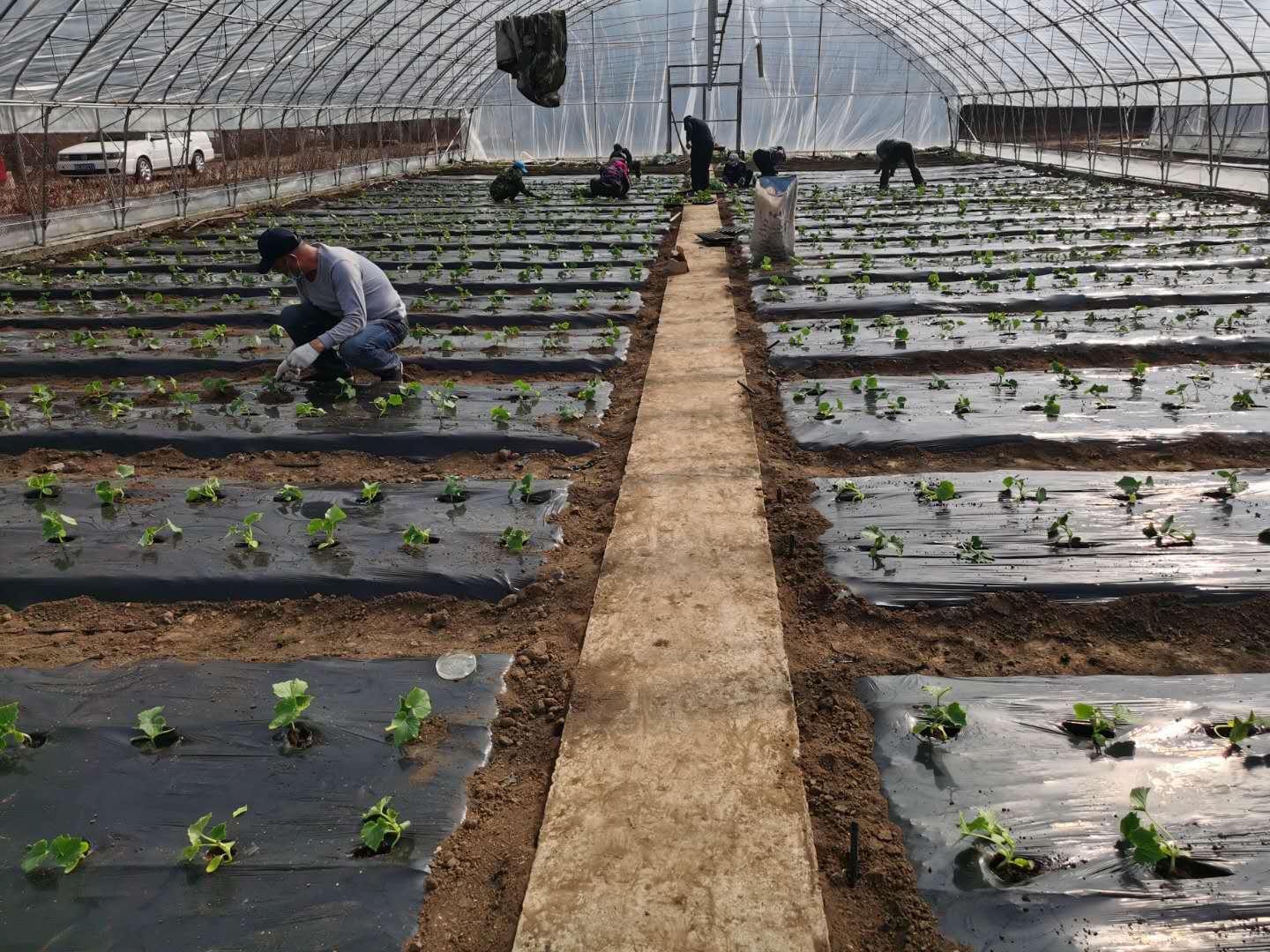 大棚蔬菜苗期如何浇水,寒潮天气蔬菜大棚如何防寒