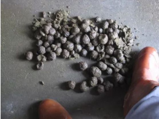 解决母猪便秘的八大技巧,母猪便秘预防措施